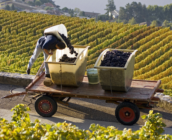 La région de Lavaux ne se réduit pas aux murs de son vignoble et à ses paysages. Si on ne conserve pas également les métiers de la vigne, ce patrimoine sera en péril, avertit Maurice Lavisa.  A. Jarne – Office du tourisme du canton de Vaud